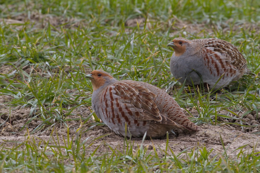 Rebhühner ( Perdix perdix )