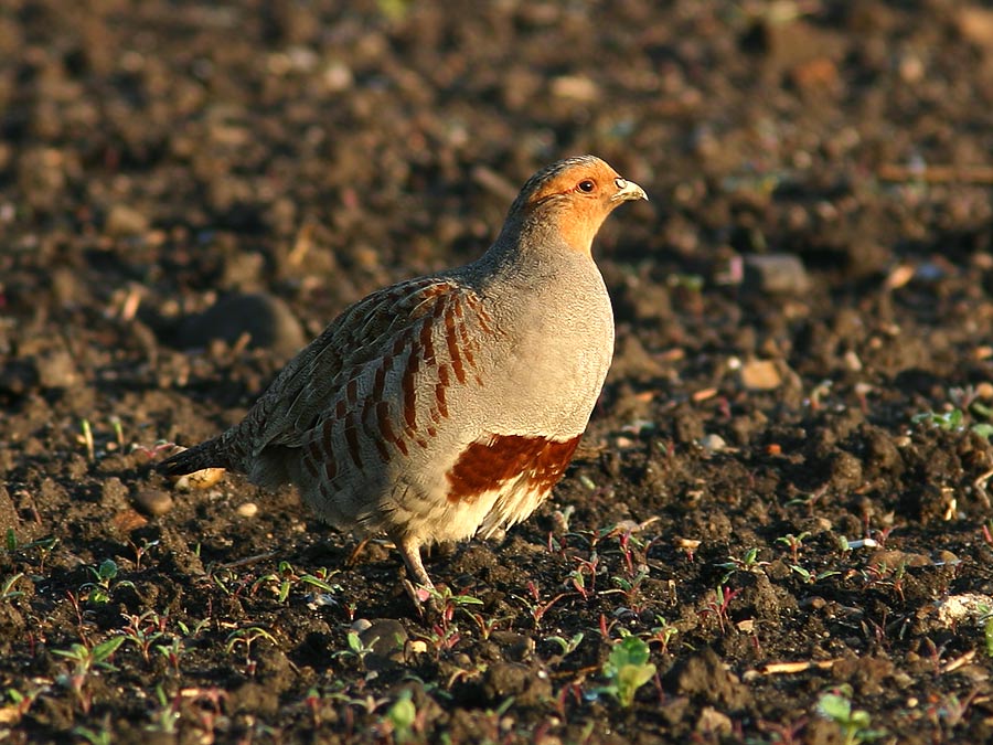 Rebhuhn Foto & Bild | tiere, wildlife, wild lebende vögel Bilder auf ...