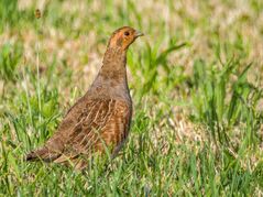 REBHUHN - aber nun HUHN oder HAHN?
