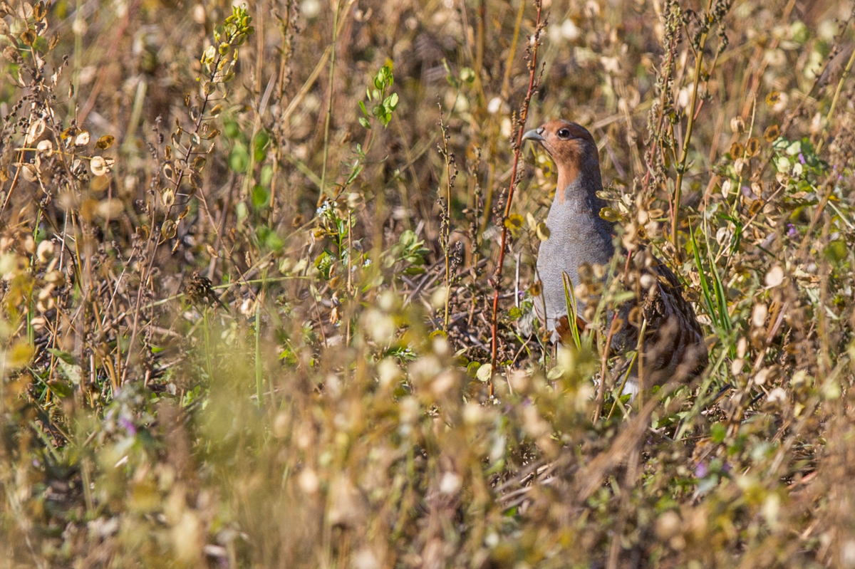 Rebhuhn Foto & Bild tiere, wildlife, wild lebende vögel Bilder auf