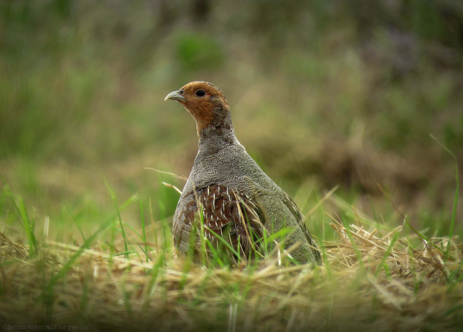 Rebhuhn Hahn Perdix perdix Foto &amp; Bild tiere, wildlife