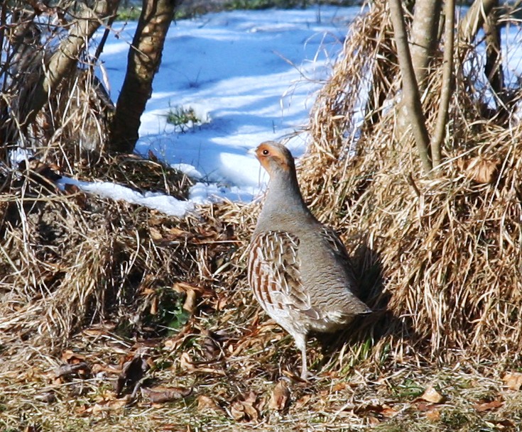 Rebhuhn im Garten Foto &amp; Bild tiere, wildlife, wild