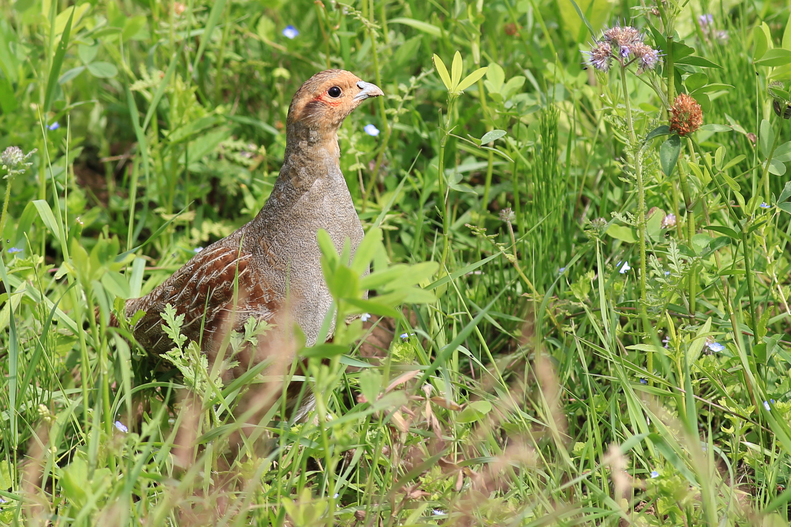 Rebhuhn im Wildacker