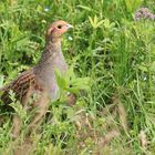 Rebhuhn im Wildacker