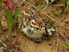 Rebhuhn-Küken (Perdix perdix)