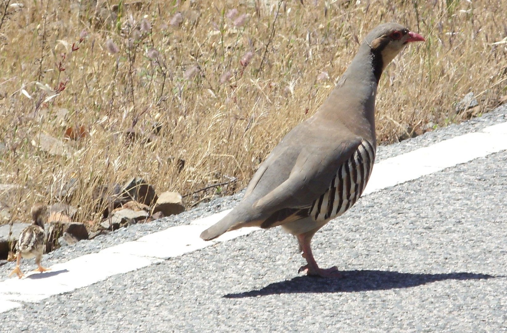 Rebhuhn Mit Kuken Foto Bild Tiere Tierkinder Strasse Bilder Auf Fotocommunity