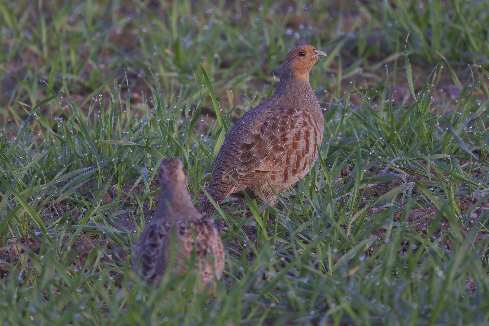 Rebhuhn Pärchen am frühen Morgen 