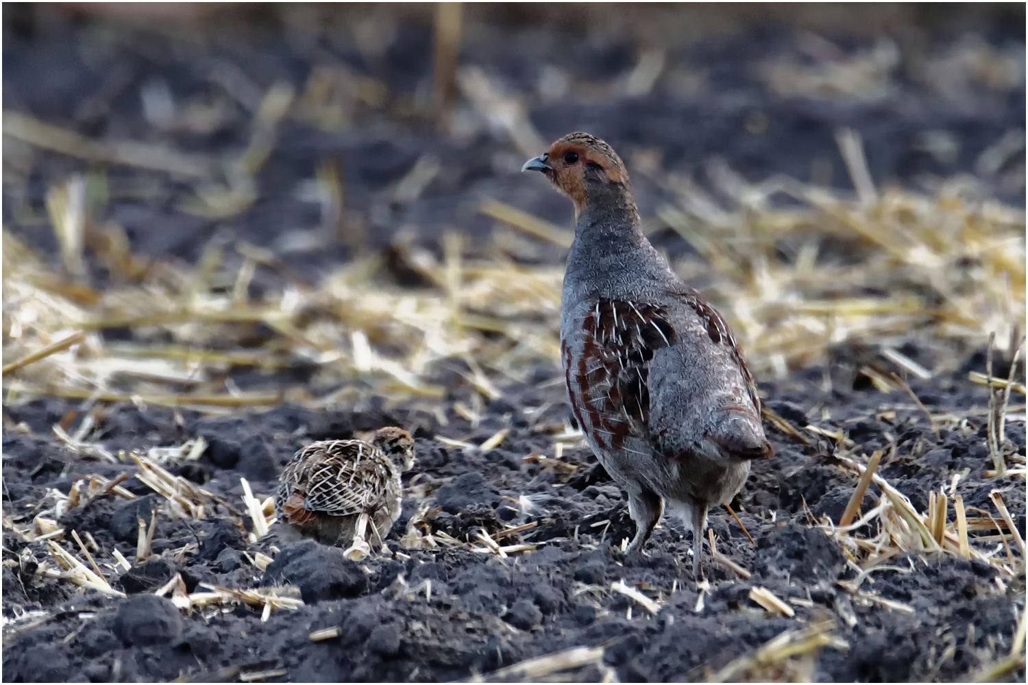 Rebhuhn (Perdix perdix)