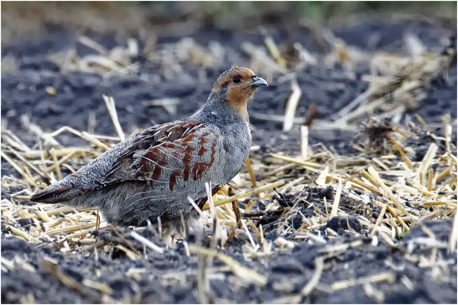 Rebhuhn (Perdix perdix)