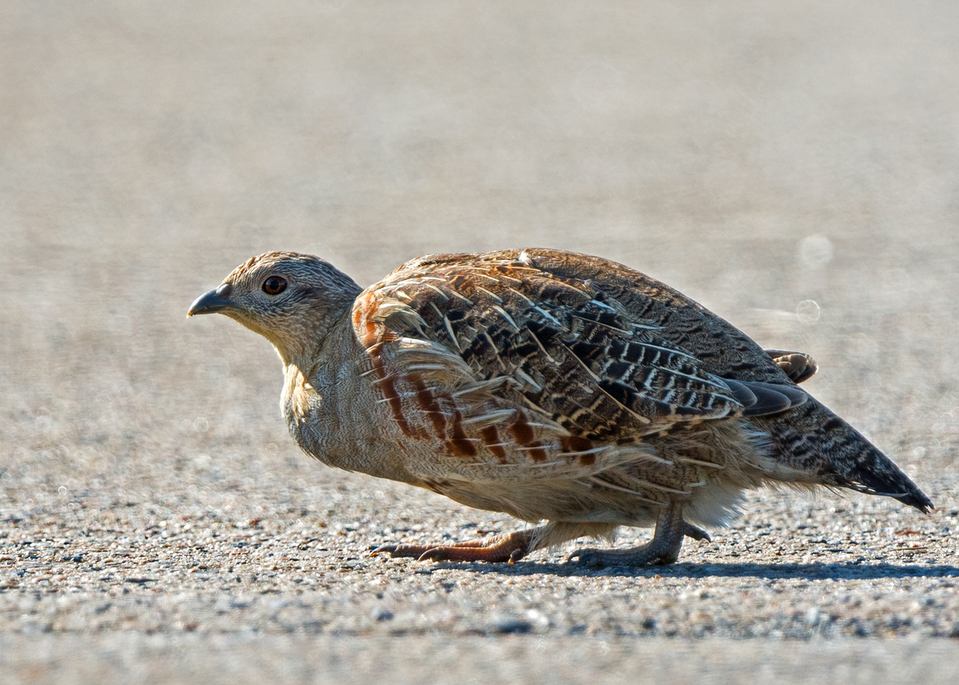 Rebhuhn (Perdix perdix)