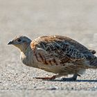 Rebhuhn (Perdix perdix)