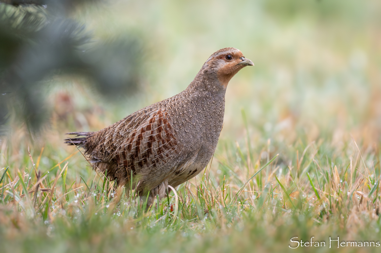 Rebhuhn (Perdix perdix)