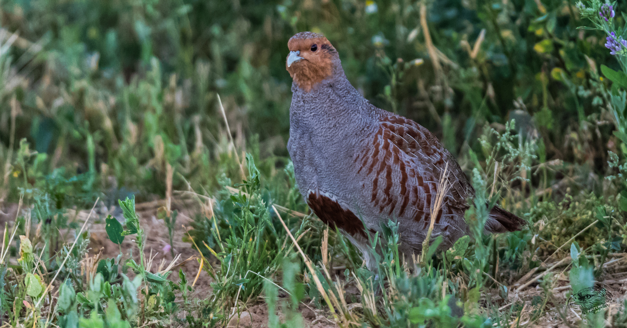 Rebhuhn (Perdix perdix) 