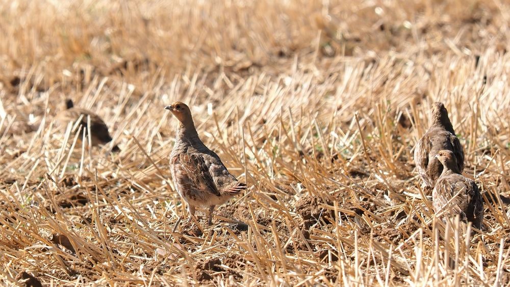 Rebhuhn (Perdix perdix) 