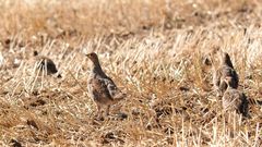 Rebhuhn (Perdix perdix) 