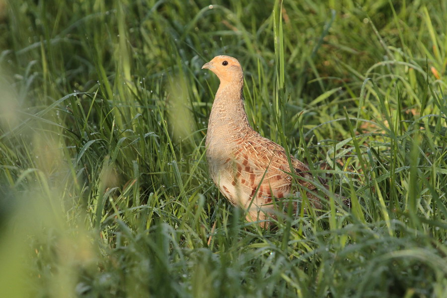 Rebhuhn ( Perdix perdix )