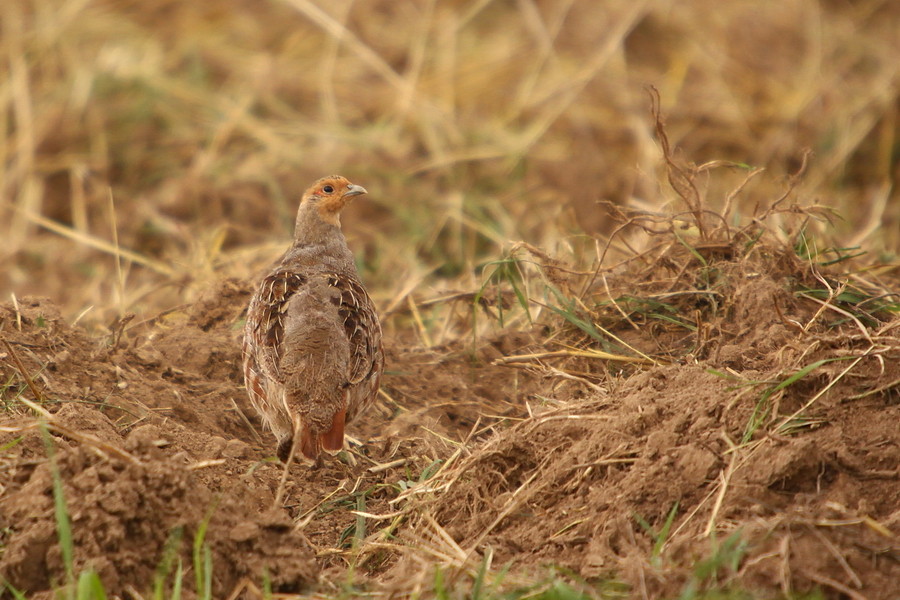 Rebhuhn ( Perdix perdix )