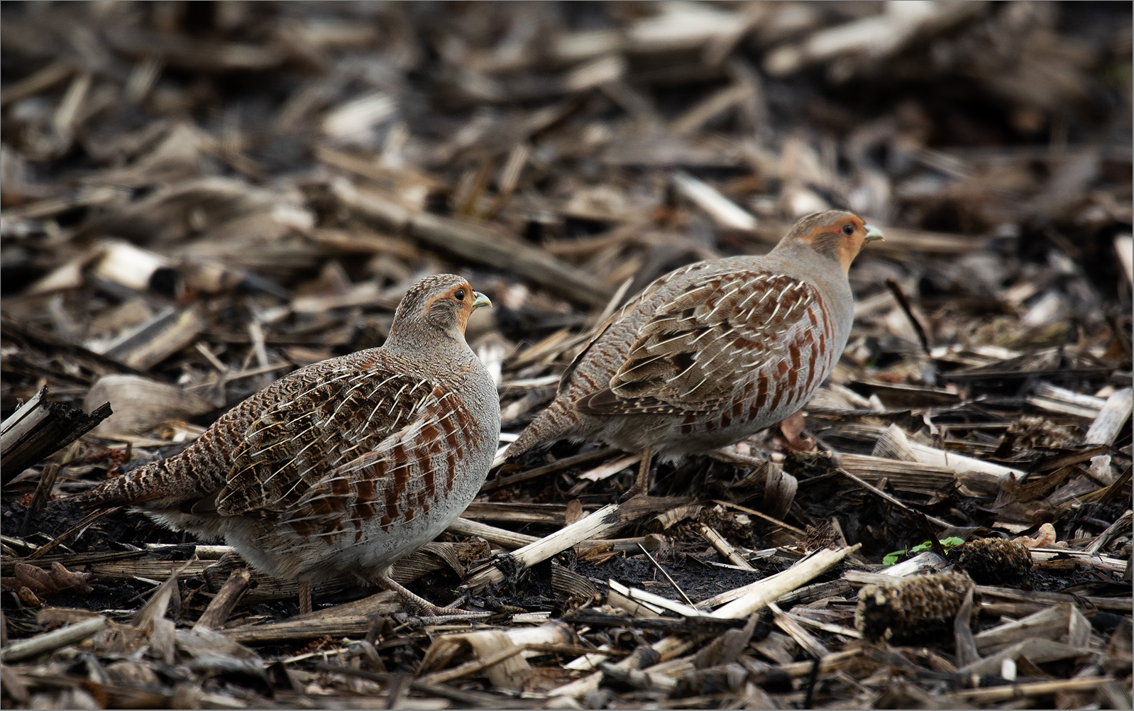 Rebhuhn  -  Perdix perdix