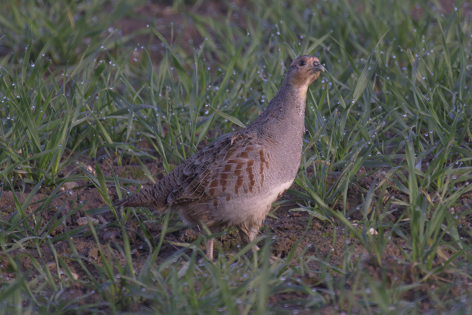 Rebhuhn Weibchen in der Frühe