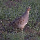 Rebhuhn Weibchen in der Frühe