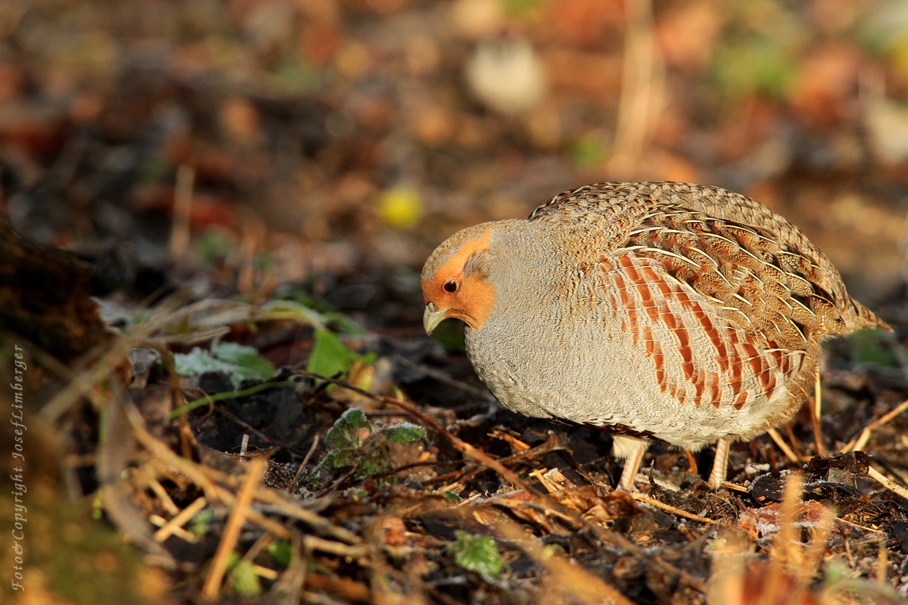  Rebhuhne (Perdix perdix) Copyright Josef Limberger 