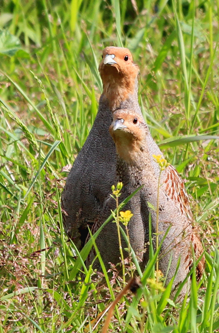 Rebhuhnpaar (Perdix perdix)