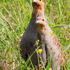 Rebhuhnpaar (Perdix perdix)