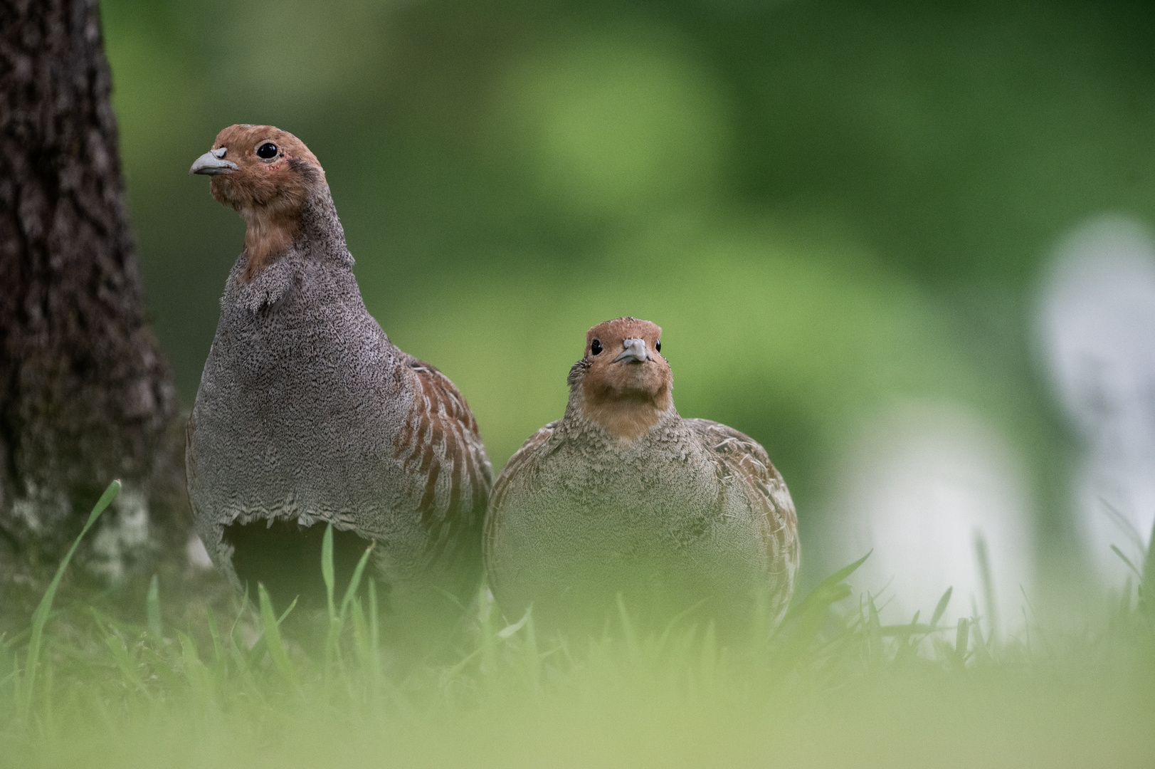 Rebhuhnpärchen