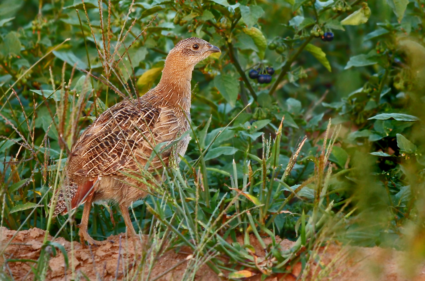 REBI das Huhn