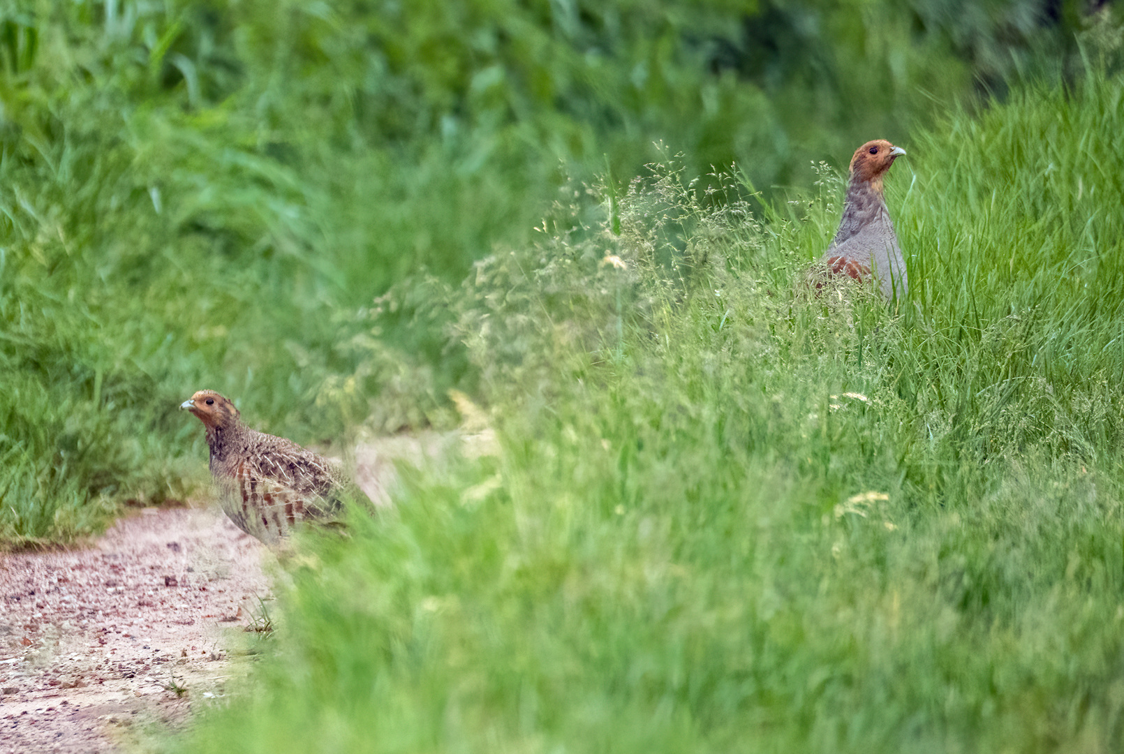 Rebi und Huhn