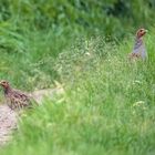 Rebi und Huhn