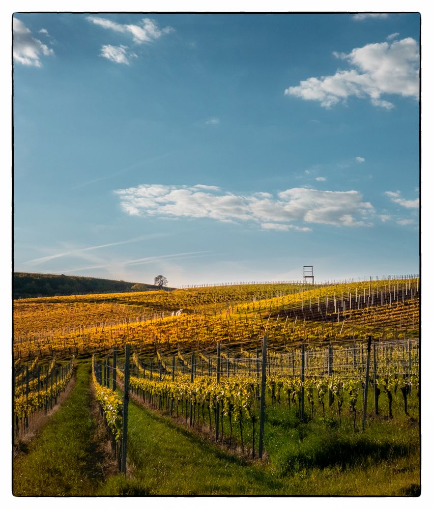 Rebland am Kaiserstuhl 