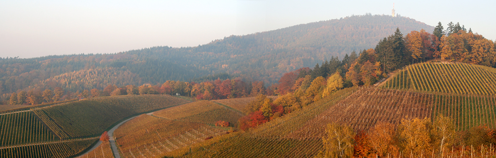 Rebland bei Baden-Baden