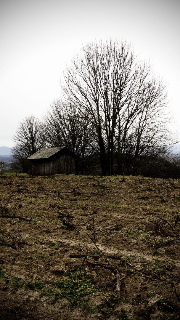 Reblandschaft im Herbst