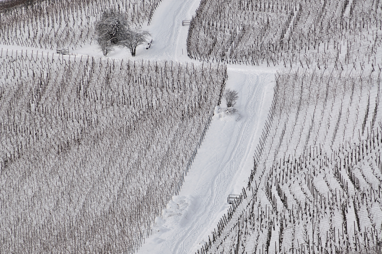 Reblandschaft im Winter