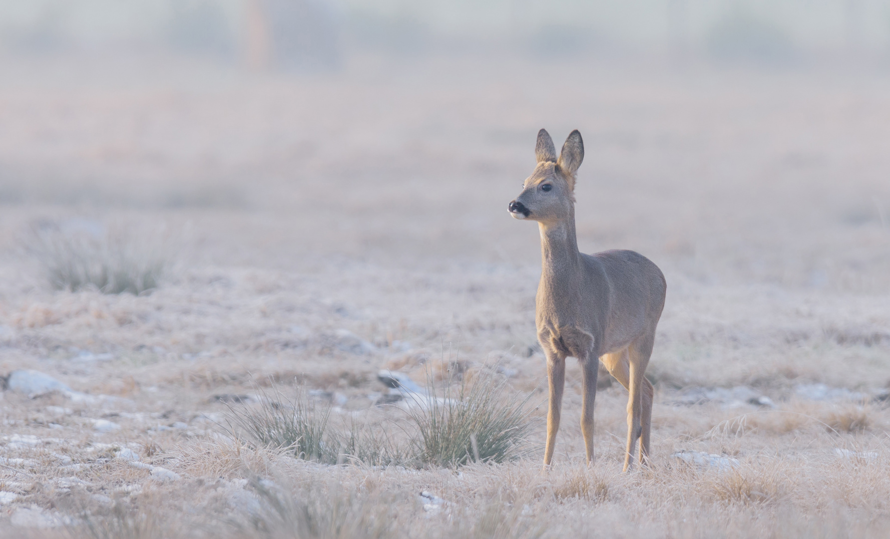 ~Rebock (Capreolus capreolus)~ 