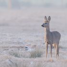 ~Rebock (Capreolus capreolus)~ 