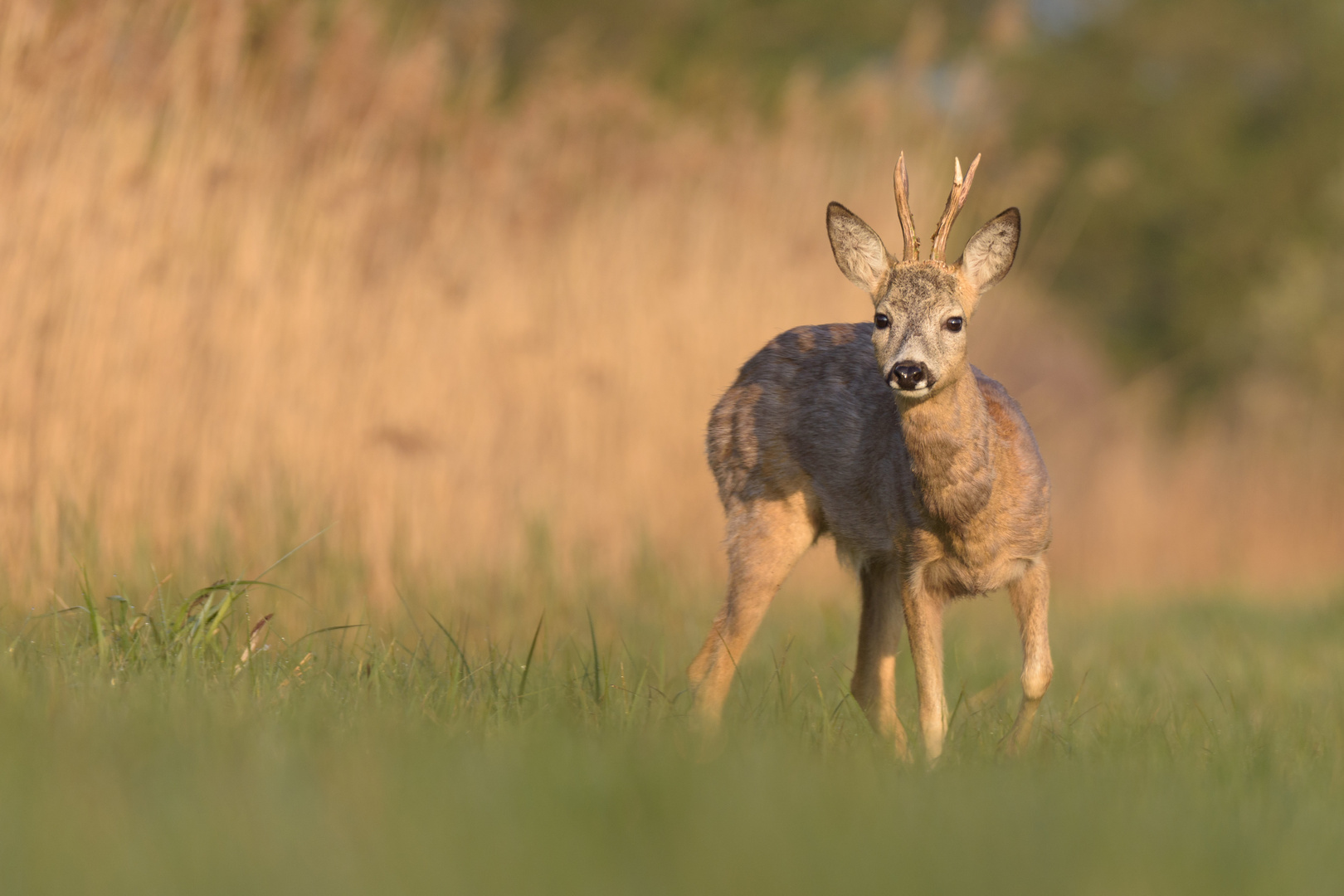 ~Rebock (Capreolus capreolus)~