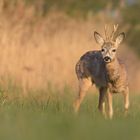 ~Rebock (Capreolus capreolus)~