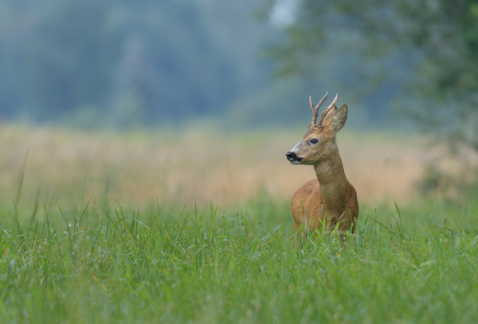 ~Rebock (Capreolus capreolus)~