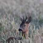 Rebock im Weizenfeld 