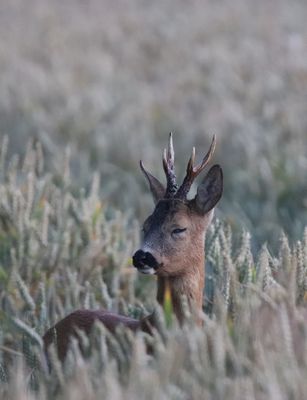 Rebock im Weizenfeld