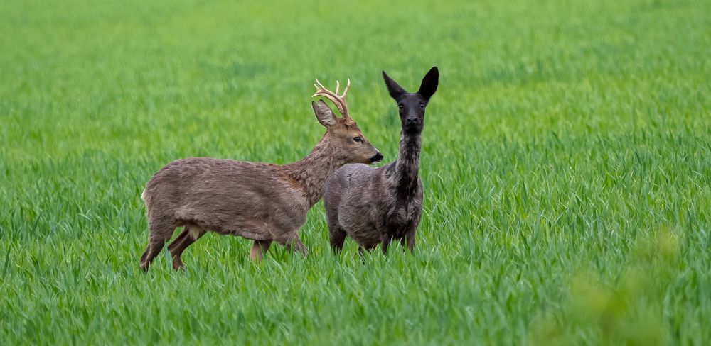 Rebock und seltene schwarze (melanistische) Ricke