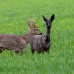 Rebock und seltene schwarze (melanistische) Ricke