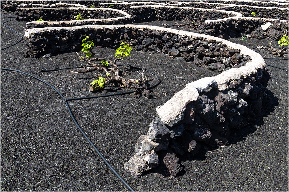 Rebstock auf Lanzarote