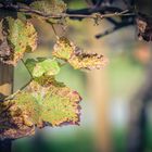 Rebstöcke im Herbst