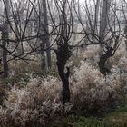 Rebstöcke im Nebel