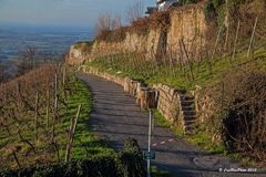 Rebstöcke im Winter bei Burg Windeck (Kappelwindeck bei Bühl Baden)