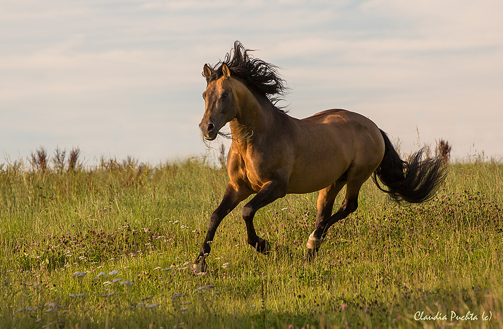 Rebujito im Galopp