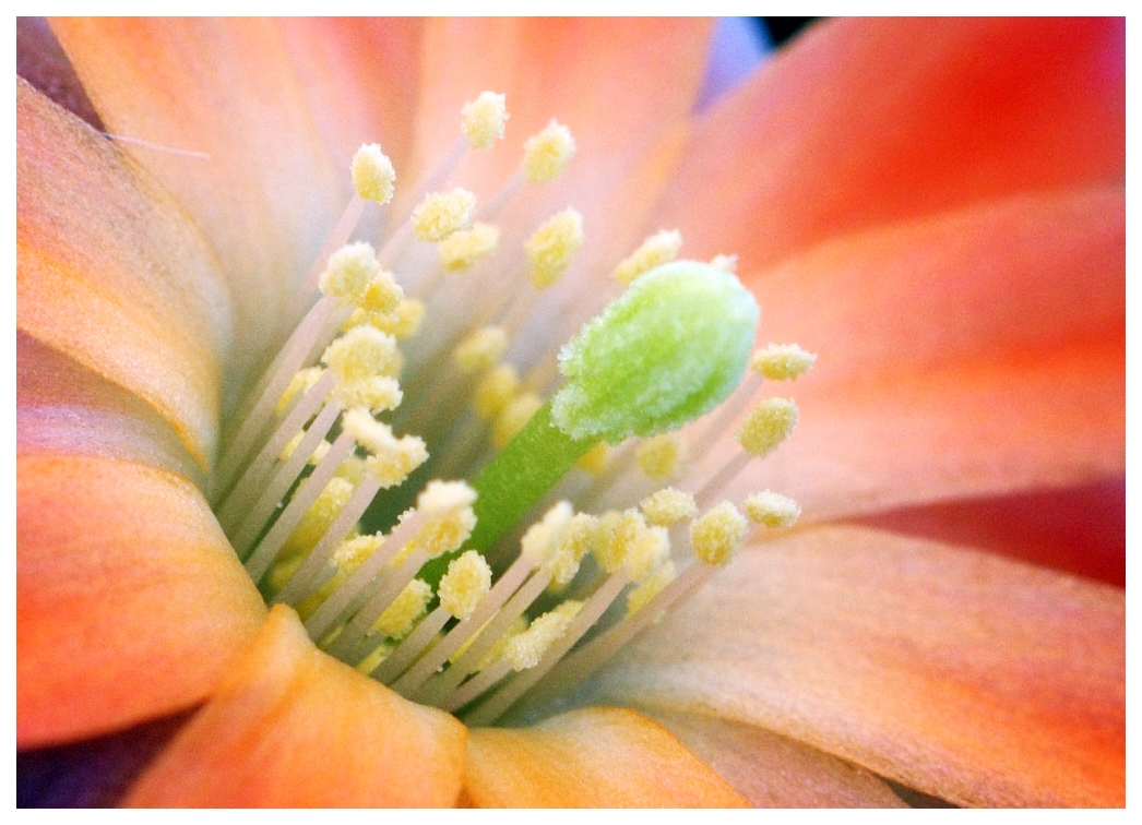 Rebuthia Pigmea flower